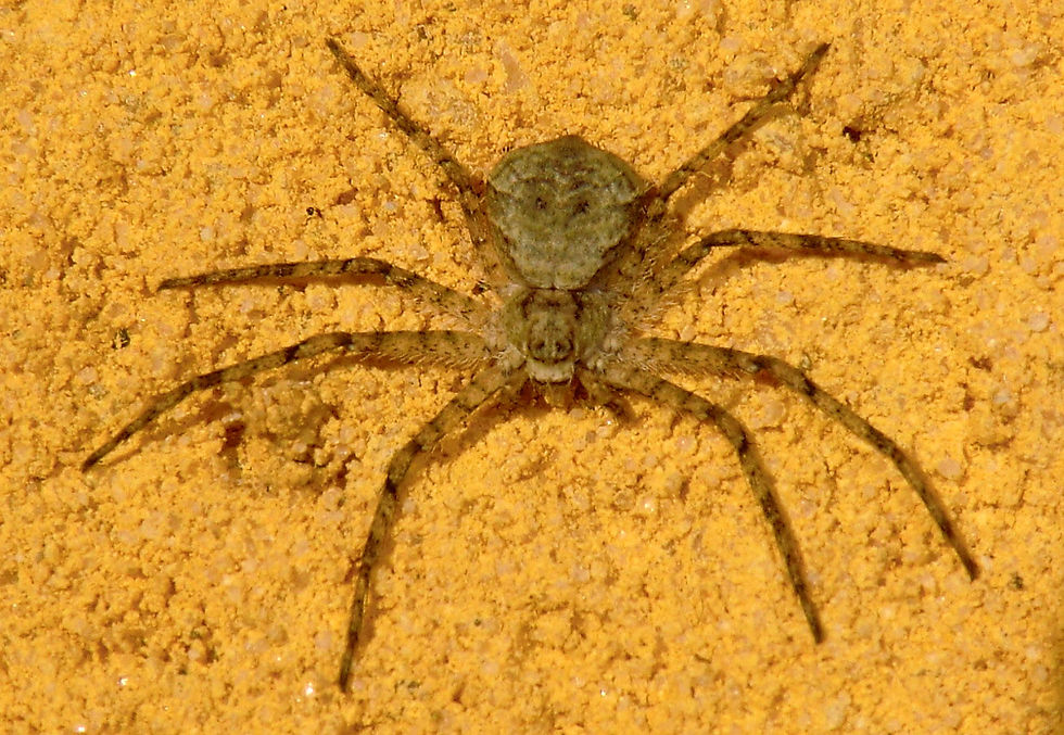 nar9437.jpg