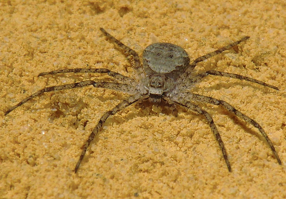 nar9438.jpg