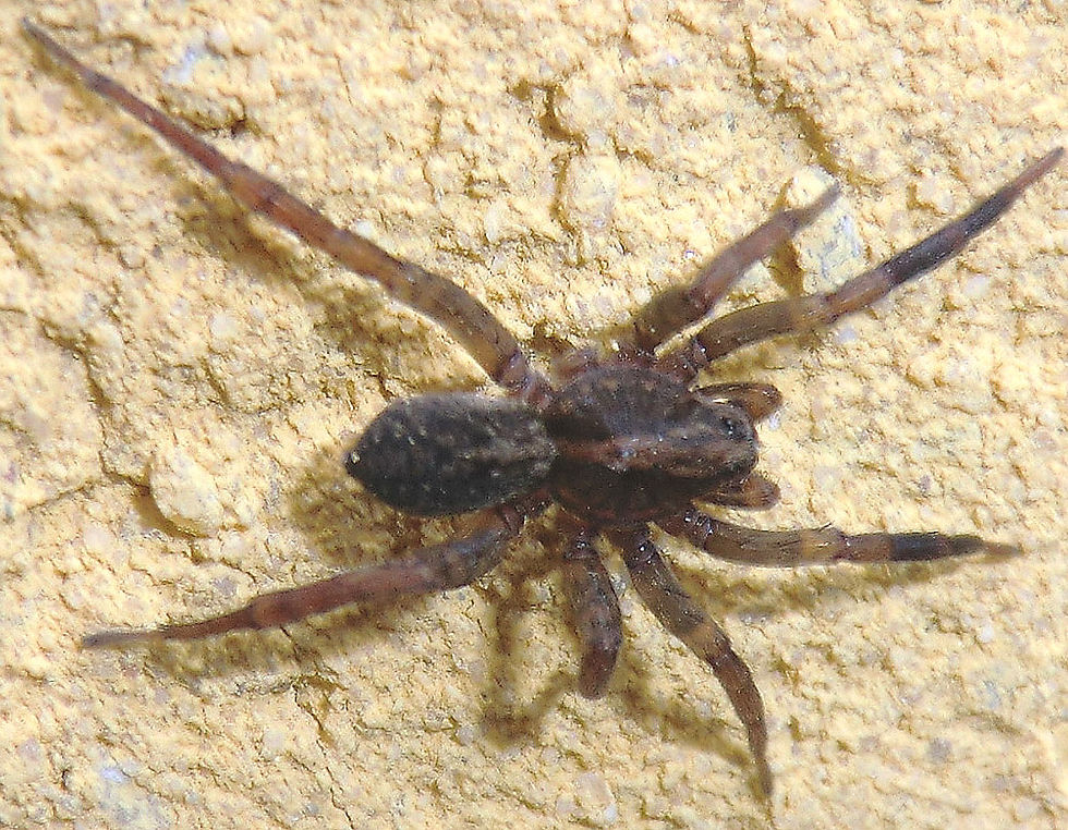 nar9296.jpg