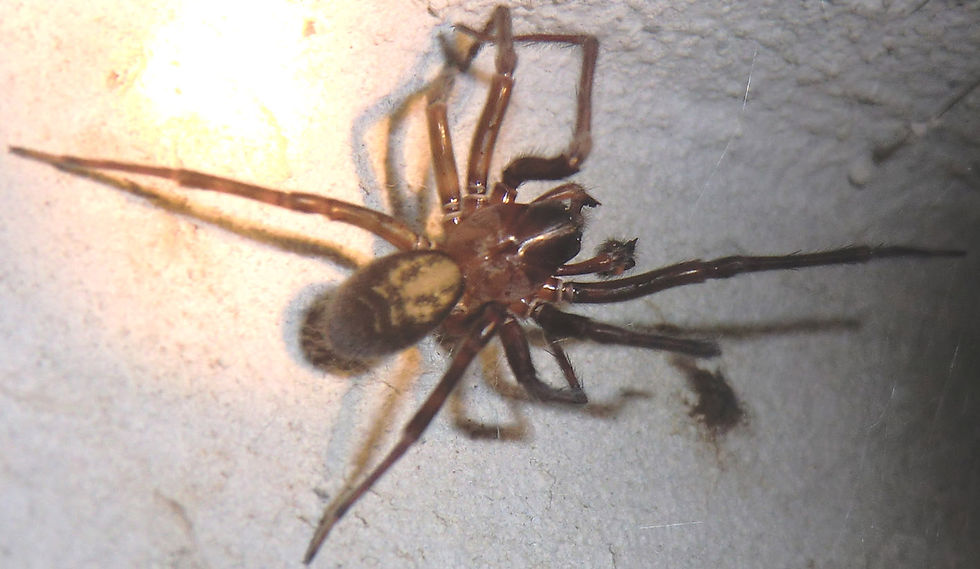 nar9461.jpg
