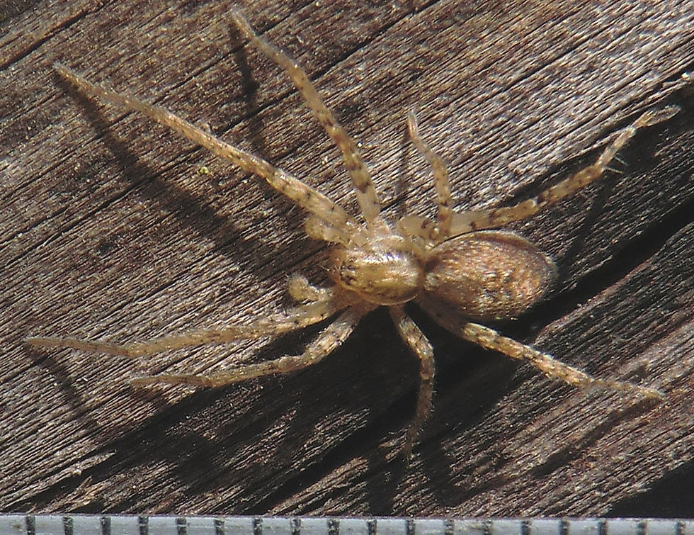 nar9430.jpg