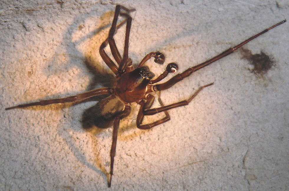 nar9459.jpg