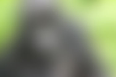 A female mountain gorilla