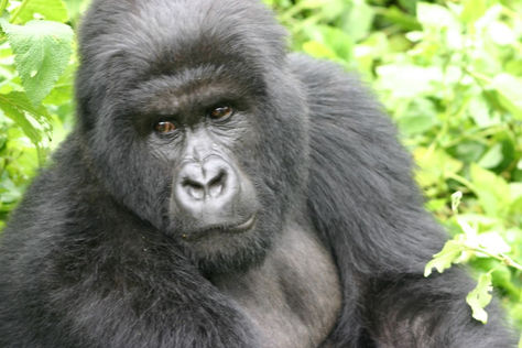 A female mountain gorilla