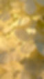 Beautiful Flowers 2022 Aug.jpg