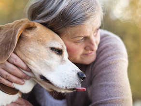 Dogs and Consent: Understanding Boundaries for Canine Interactions