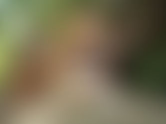 Harnessing Canine Connection: Understanding Your Dog's Emotions During Walks