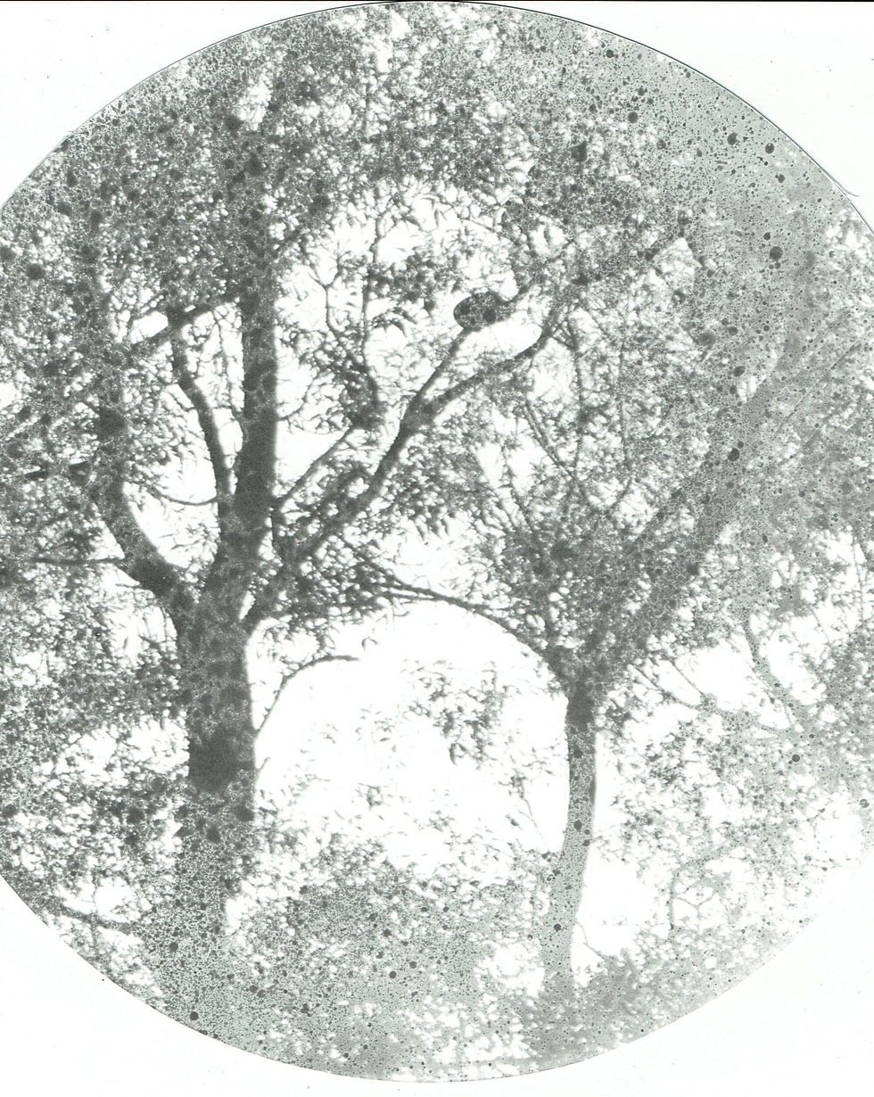 Untitled II
