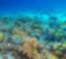 Coral Reef Island