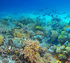 Coral Reef Island