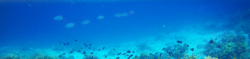 Coral Reef Island