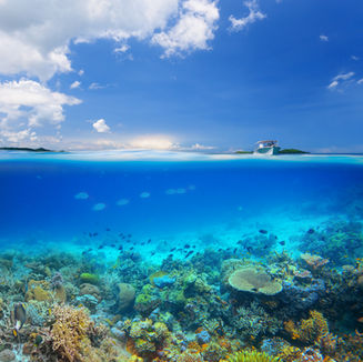 Did you know Sea anemones and coral turn a common sunscreen ingredient into a toxin activated by light?!