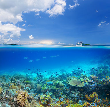 Underwater Coral View