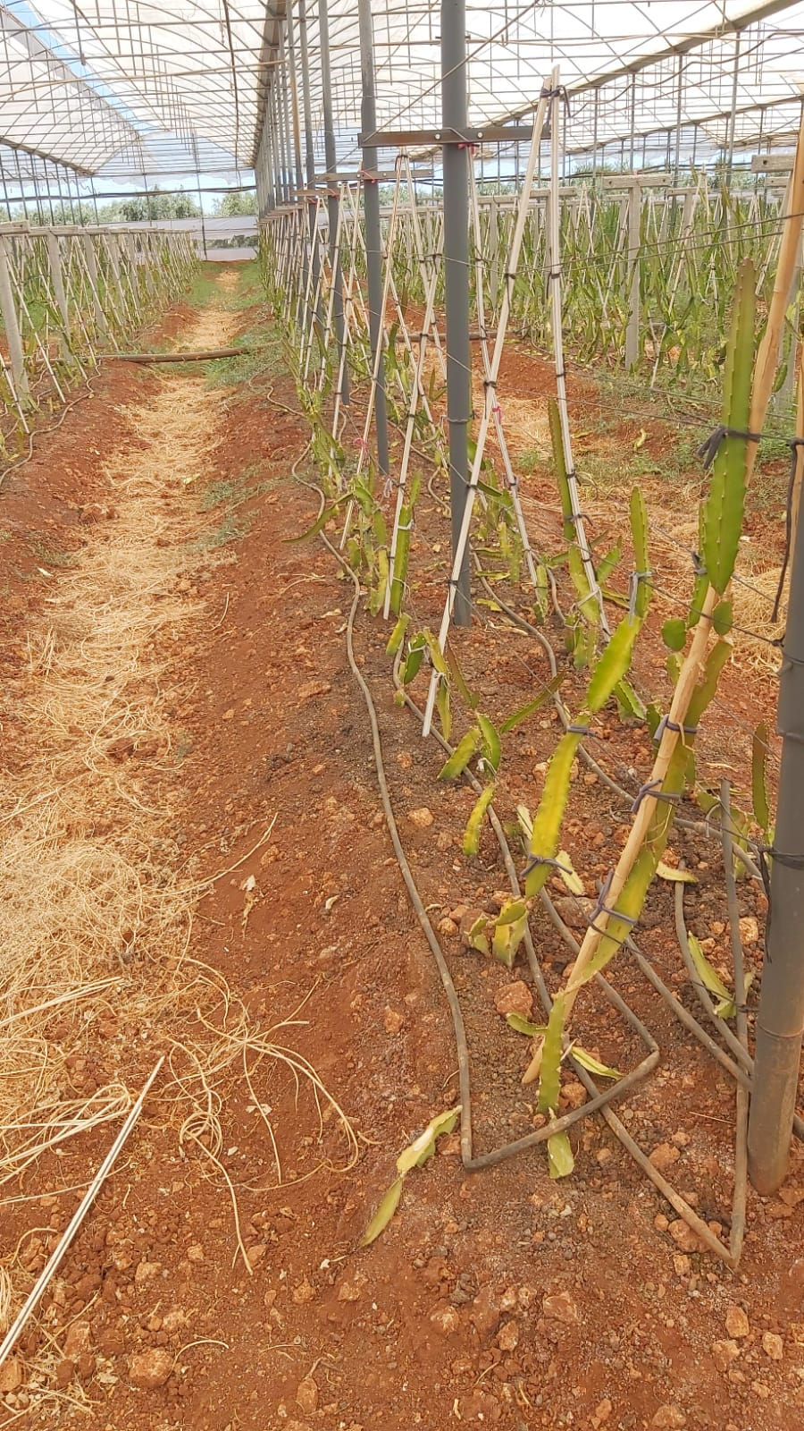 Küçük resim: EJDER MEYVESİ ÜRETİM TESİSLERİMİZ