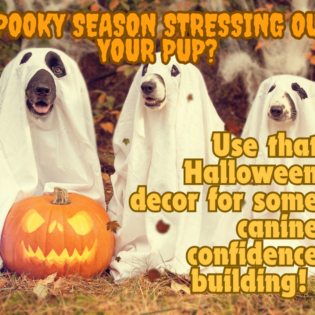 Spooky season stressing out your pup? Use those scary Halloween decorations to help build your dog's confidence.