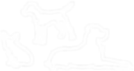 White-Group-CONSTELLATION-ICON.png