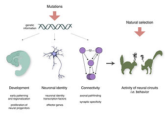Tosches_DevBio_figure1 copy.jpg