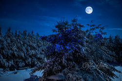 Snowy Moon Scene