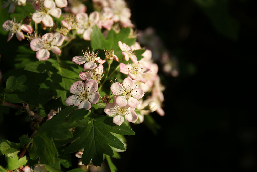 Pillole di scienza: Piante Intelligenti