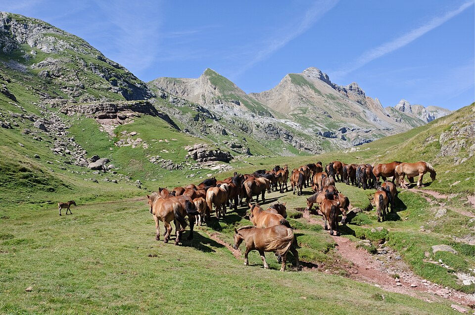 Chevaux en estive dans les Pyrénées illustrant la Foire de Luchon 2026