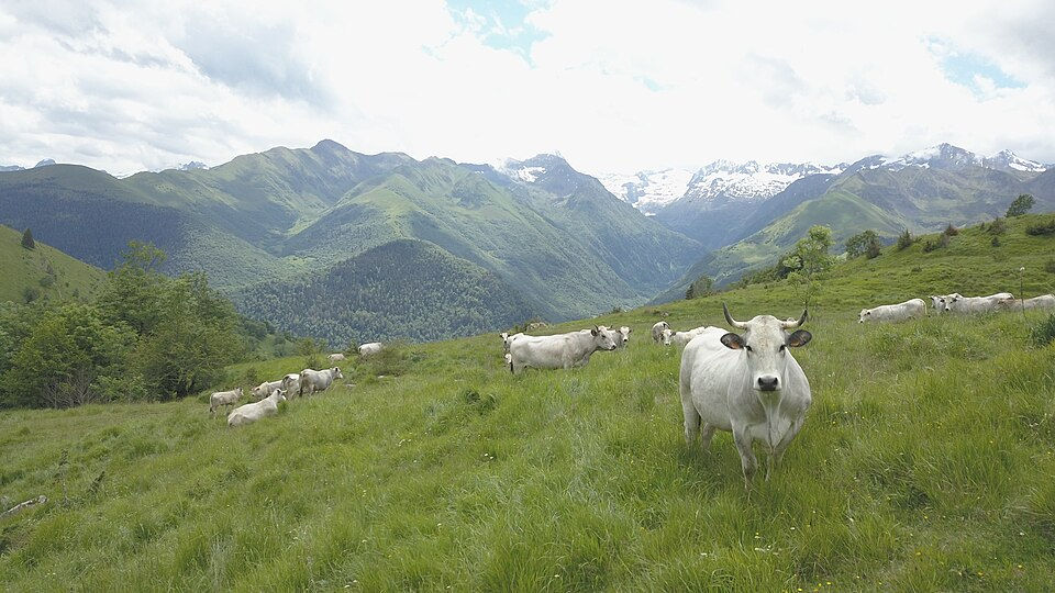 Troupeau de vaches Gasconnes des Pyrénées dans les estives