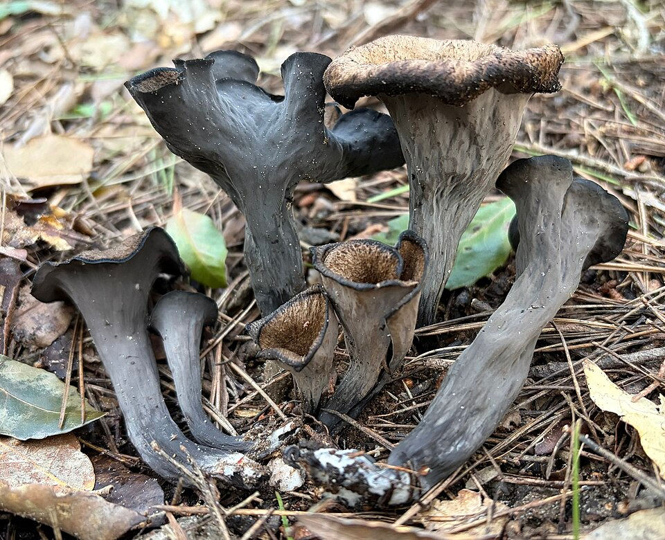 Trompettes-de-la-mort en forêt, l’un des champignons présentés dans l’article