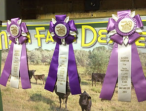 Utah State Fair ribbons