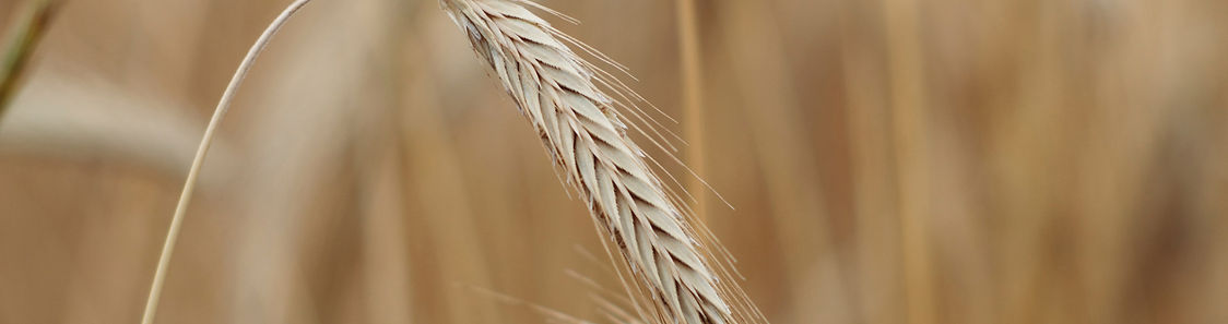 Wheat Field_edited.jpg