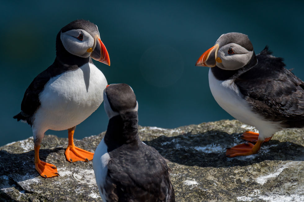 Maskonury w Szkocji: co grozi uroczym mieszkańcom wybrzeży?