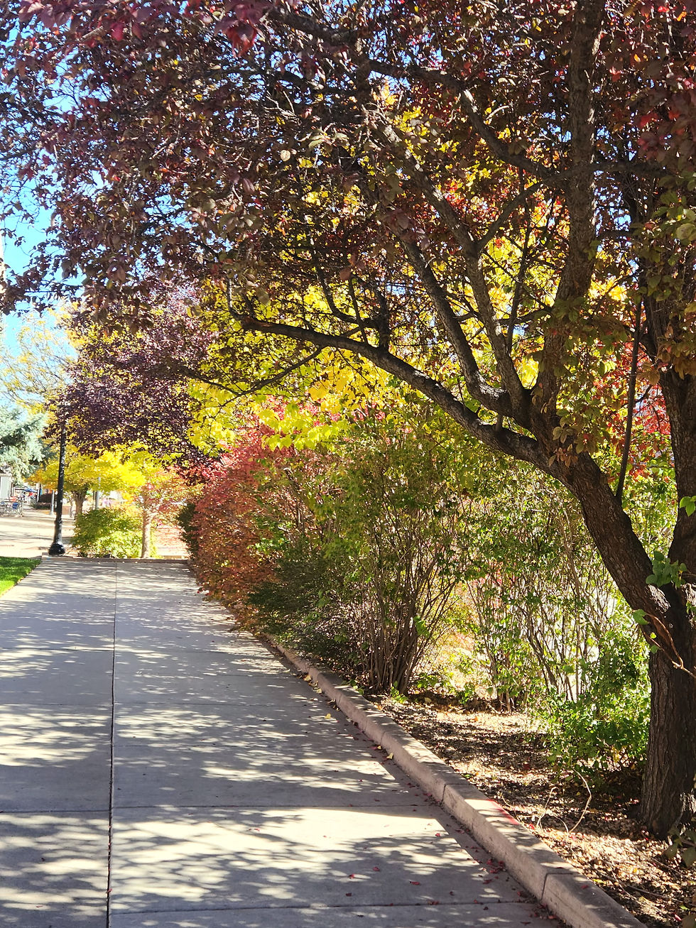 fall foliage and a sidewalk