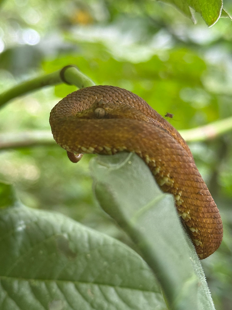 1st eyelash viper