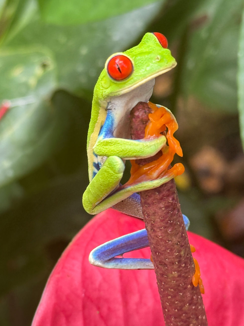 Red-Eyed Tree Frog