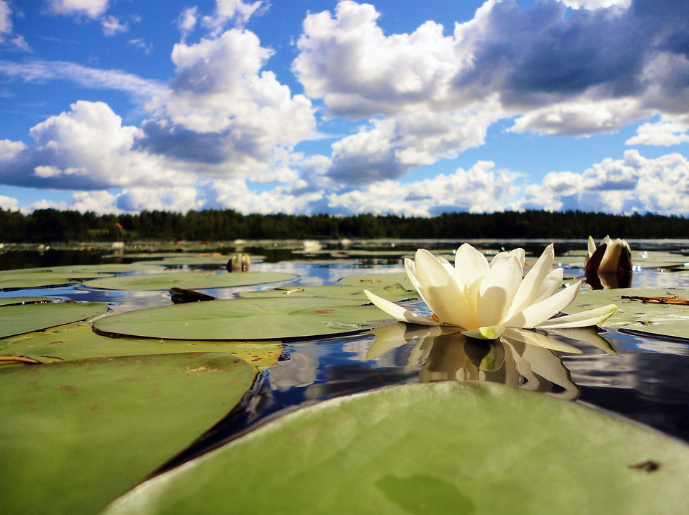 C1 water-lily-2930857_1920.jpg