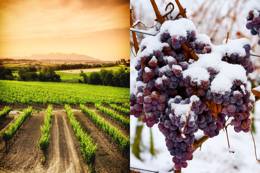 How Climate affects Wine Style