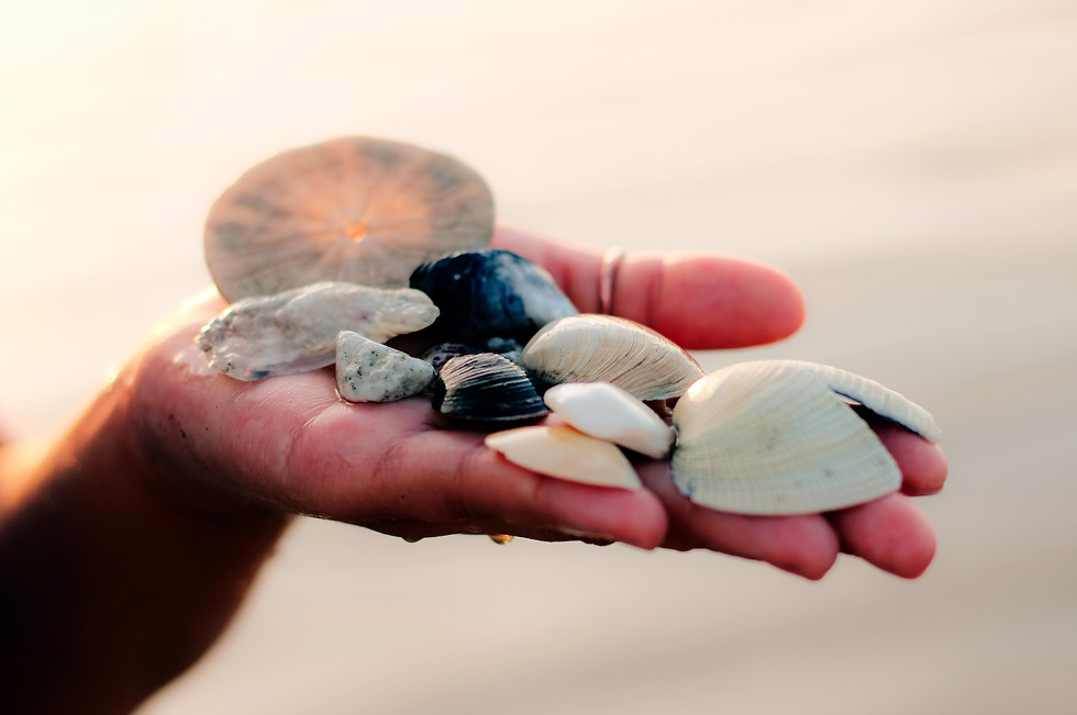 Hand Holding Shells