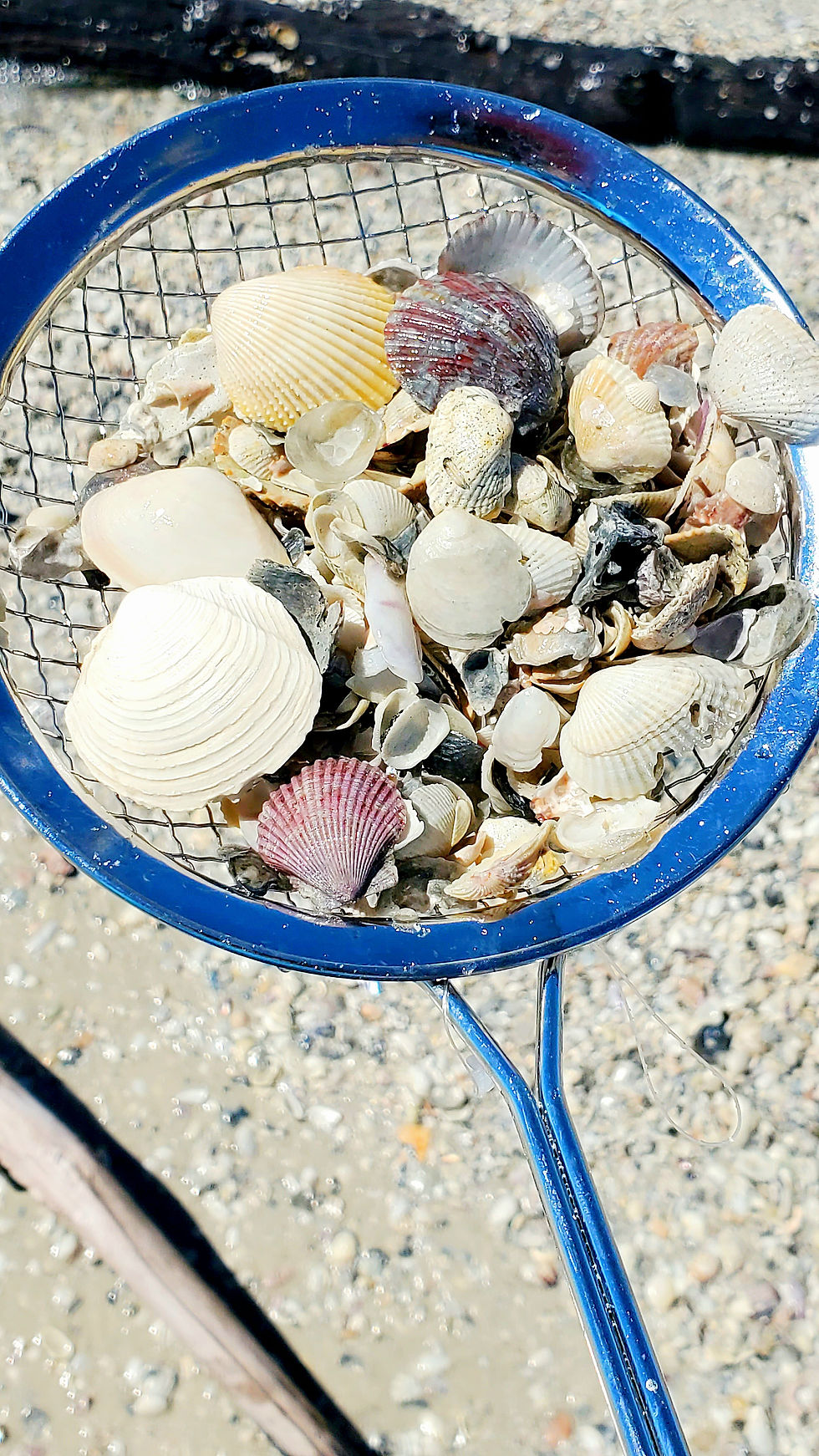 Shelling.jpg