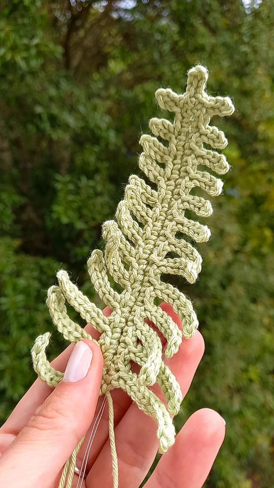 Miniatura: Folha Samambaia