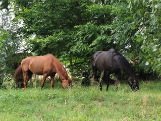 Nouveauté : Pension paddock / DUO