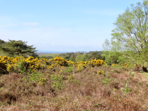 Ecology Walks: Learn About High Weald Habitats, Species & Conservation