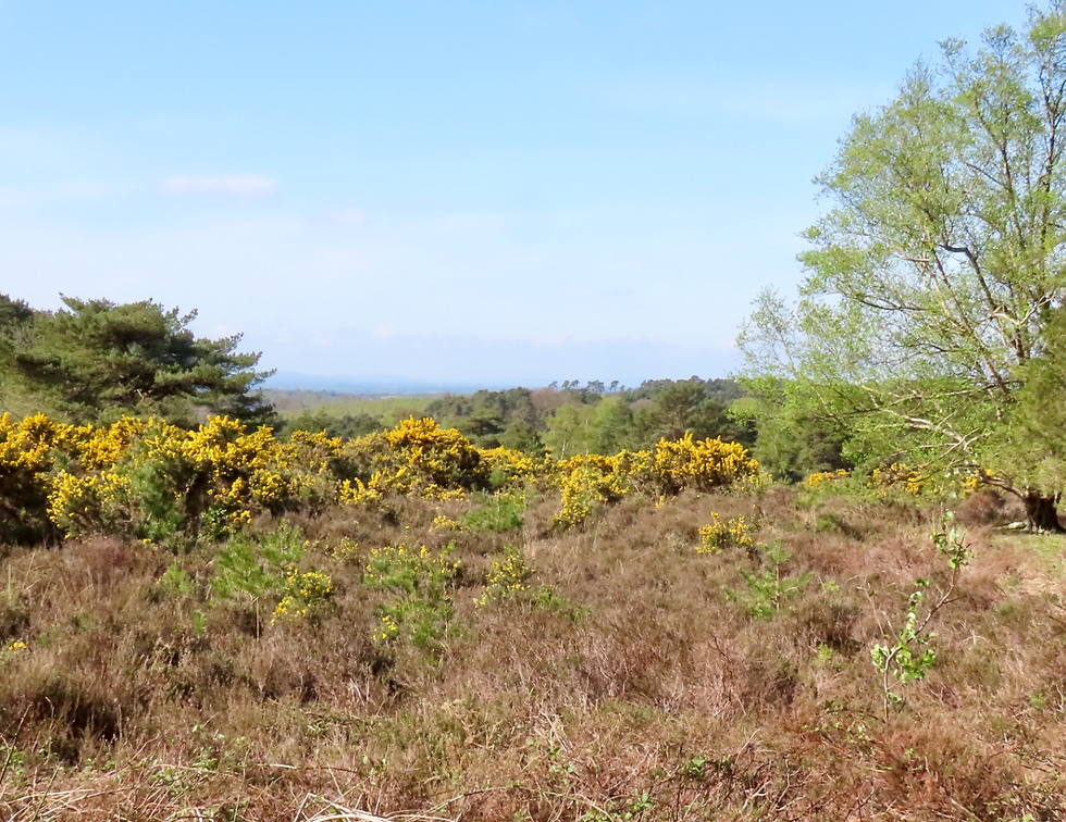 Ecology Walks: Learn About High Weald Habitats, Species & Conservation