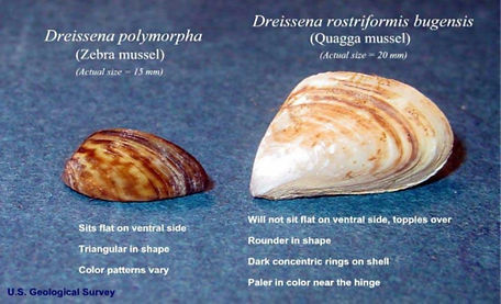 Quagga and Zebra mussel