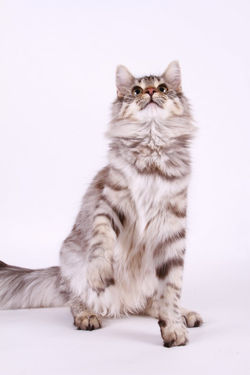 luna_norvégien_bretagne_kerluna_NFO_norwegian_cat_chat_élevage_chatterie_(19)