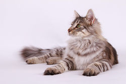 luna_norvégien_bretagne_kerluna_NFO_norwegian_cat_chat_élevage_chatterie_(22)