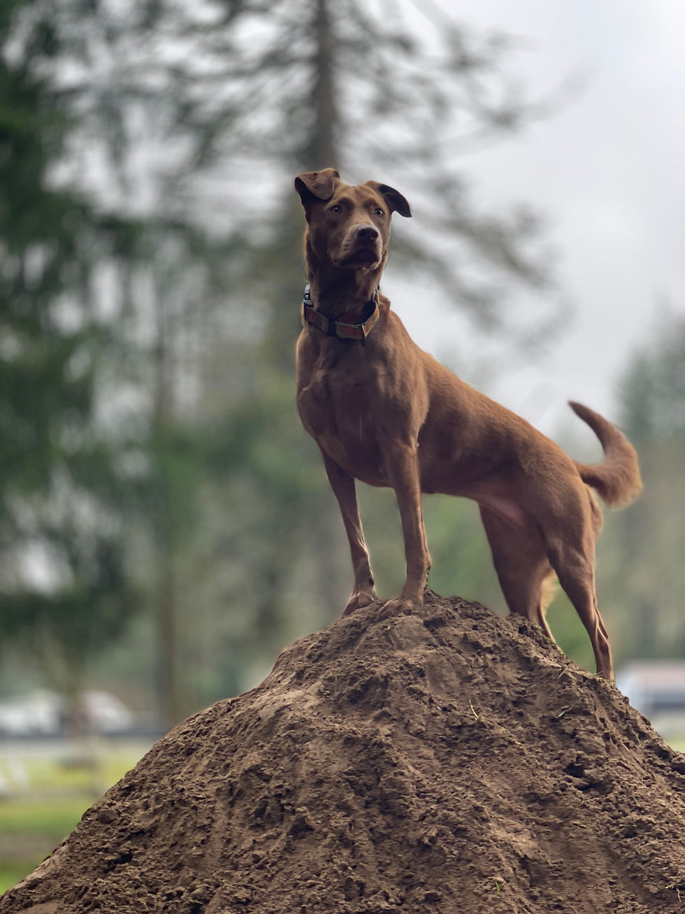 Brown dog standing on a dirt mound during Adventure Day Camp