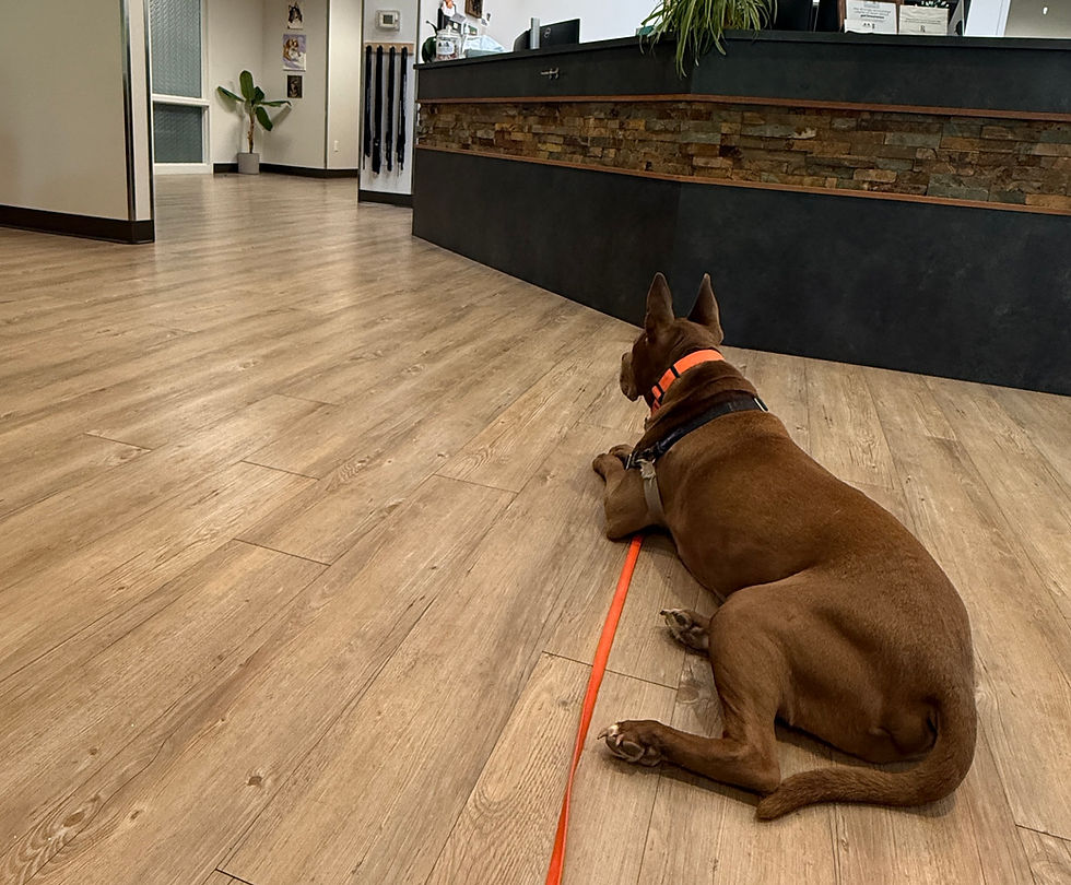 Dog settled calmly at a veterinary office during a training session