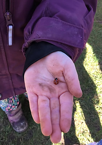 Child holding ladybug