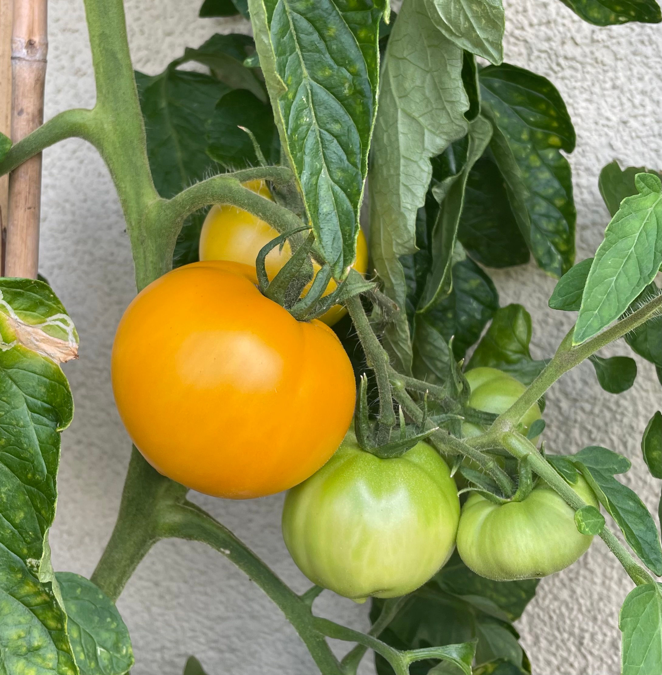 Mandaline (ev. Japan) – nicht nur Hobbyköche werden sie lieben!