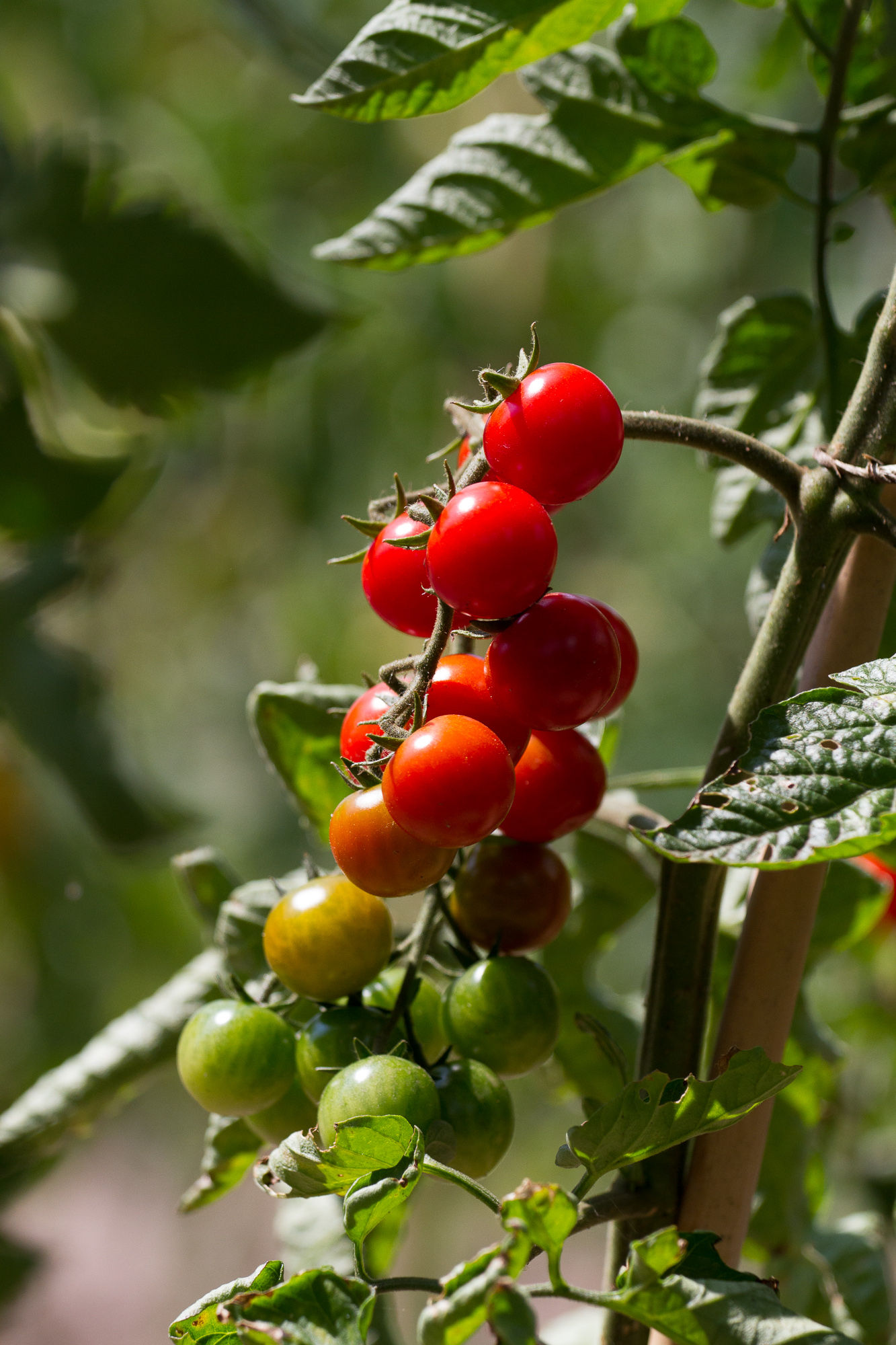 Freude (Deutschland)