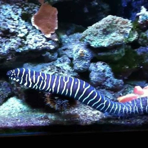 marine aquarium eels best