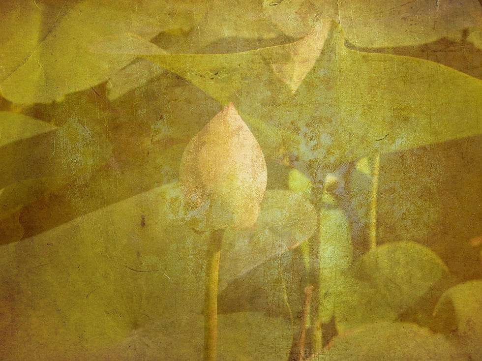 Lotus